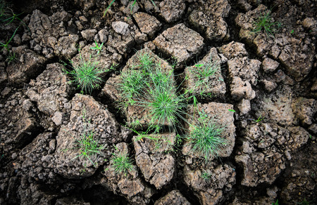 Green grass on dry groundの写真素材