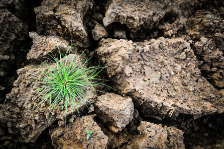 Green grass on dry groundの写真素材