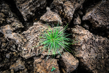 Green grass on dry groundの写真素材