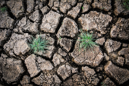 Green grass on dry groundの写真素材