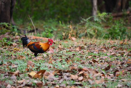 Bantam chicken feed familiar kickoffの写真素材