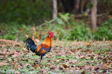 Bantam chicken feed familiar kickoffの写真素材