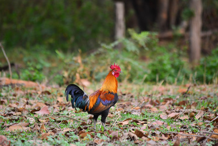 Bantam chicken feed familiar kickoffの写真素材