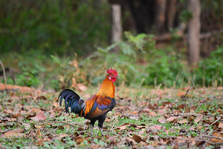Bantam chicken feed familiar kickoffの写真素材