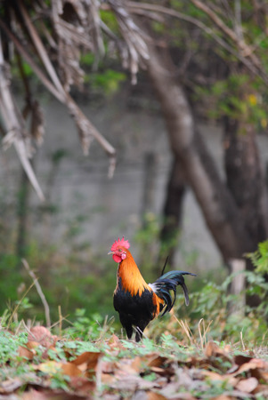 Bantam chicken feed familiar kickoffの写真素材