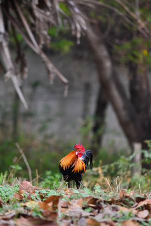 Bantam chicken feed familiar kickoffの写真素材