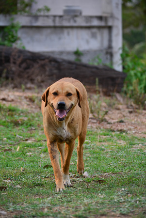 Big brown dog for a walkの写真素材