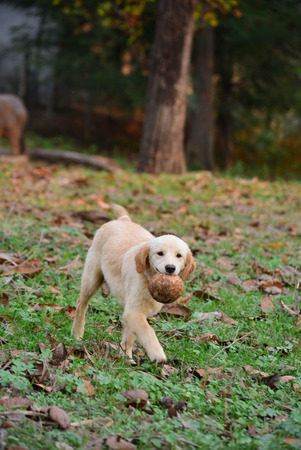 Golden Retriever Puppy Cute rompの写真素材