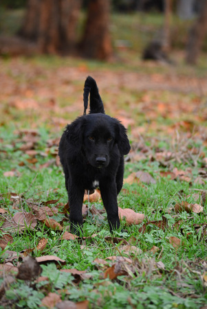 Golden Retriever Puppy Cute rompの写真素材