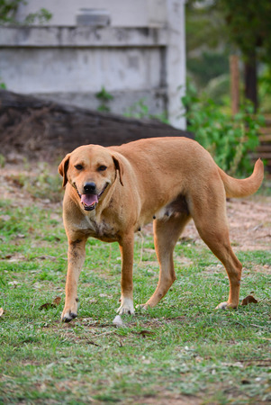 Big brown dog for a walkの写真素材