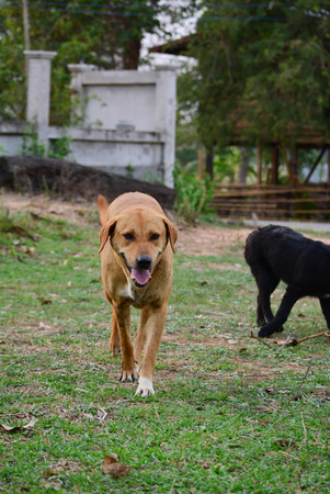 Big brown dog for a walkの写真素材