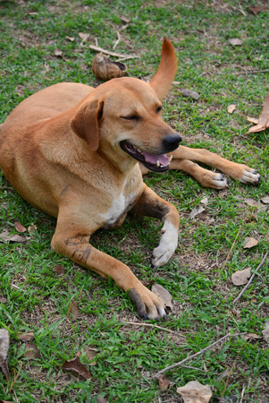 Big brown dog for a walkの写真素材