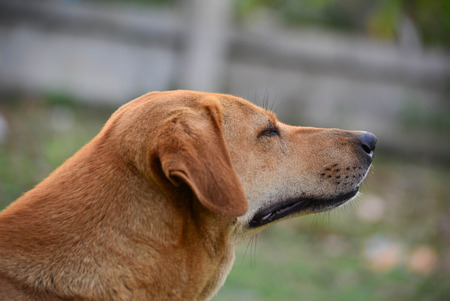 Big brown dog for a walkの写真素材