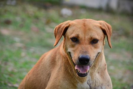 Big brown dog for a walkの写真素材