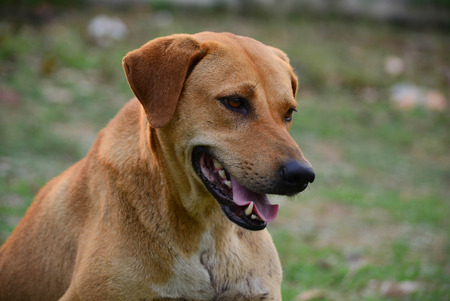 Big brown dog for a walkの写真素材