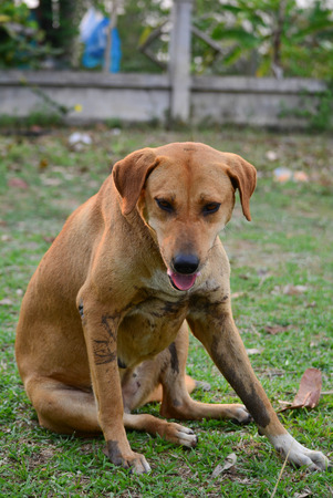 Big brown dog for a walkの写真素材