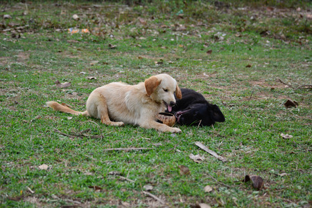 Golden Retriever Puppy Cute rompの写真素材