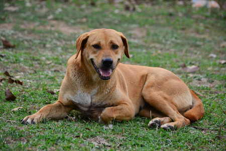 Big brown dog for a walkの写真素材