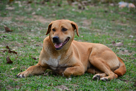 Big brown dog for a walkの写真素材