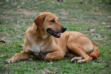 Big brown dog for a walkの写真素材