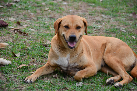 Big brown dog for a walkの写真素材