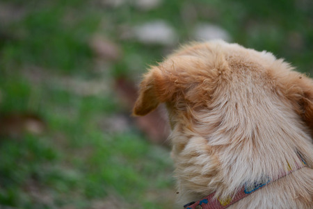 Golden Retriever Puppy Cute rompの写真素材