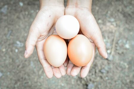 Fresh eggs from the coop to keep out of handの写真素材