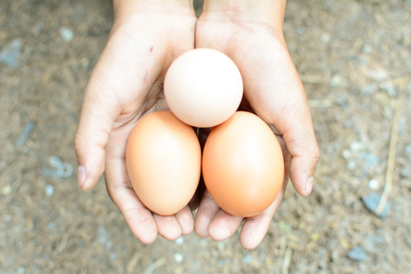 Fresh eggs from the coop to keep out of handの写真素材