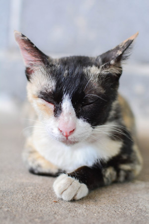 Pet cats in a lovely house  focus on the faceの写真素材