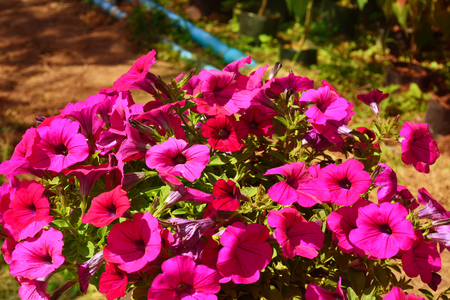 cosmos flower in green field vintageの写真素材
