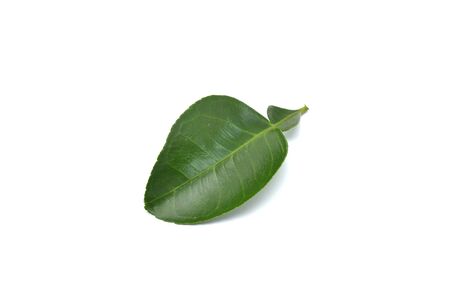 Pomelo leaves isolated on white backgroundの写真素材
