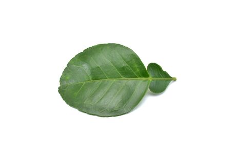 Pomelo leaves isolated on white backgroundの写真素材