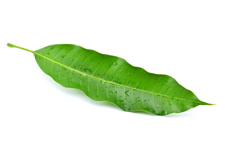 Mango leaf on a white backgroundの写真素材