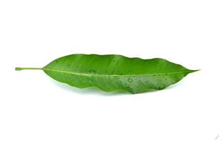 Mango leaf on a white backgroundの写真素材