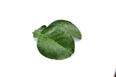 Pomelo leaves isolated on white backgroundの写真素材