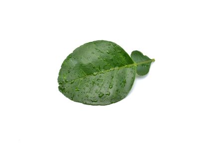 Pomelo leaves isolated on white backgroundの写真素材