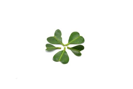 Close-up heart shape green leaf on white backgroundの写真素材