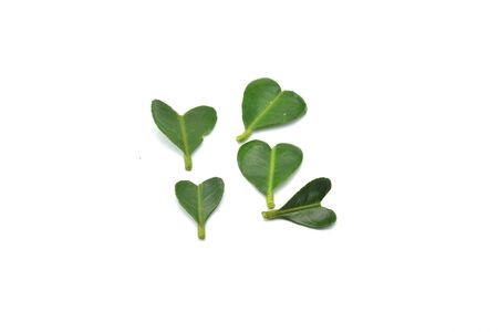 Close-up heart shape green leaf on white backgroundの写真素材