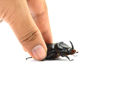 Hand on fighting beetle (rhinoceros beetle) isolated on whiteの写真素材
