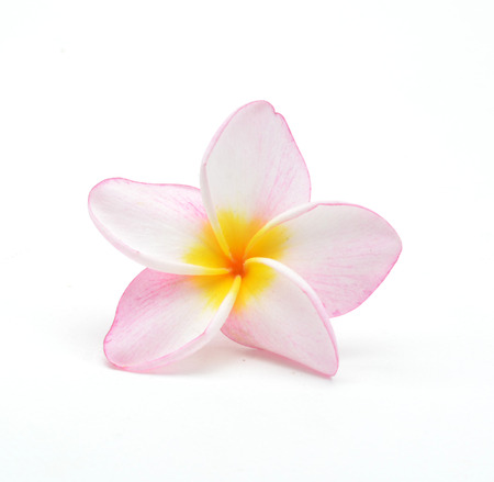 Plumeria isolated on whiteの写真素材
