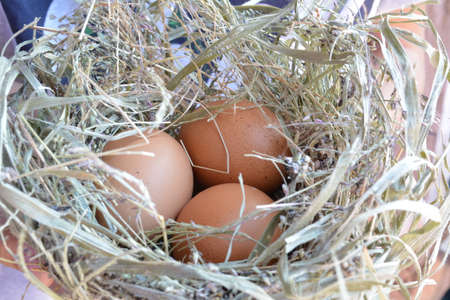 Fresh eggsの写真素材