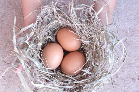 Fresh eggsの写真素材