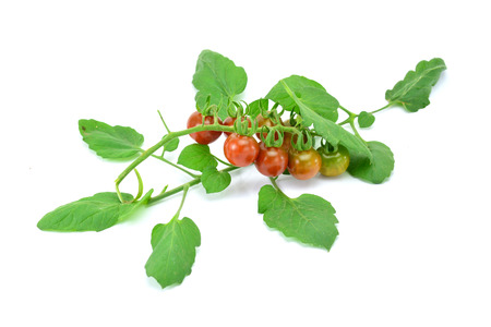 Tomato on white backgroundの写真素材