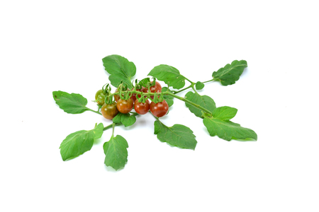 Tomato on white backgroundの写真素材