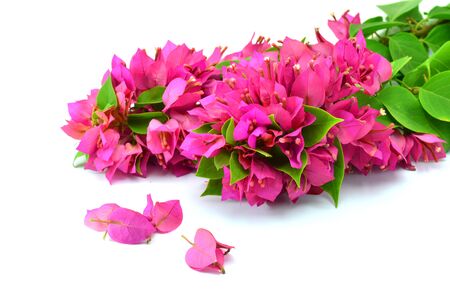 Pink bougainvilleas on white background isolatedの写真素材