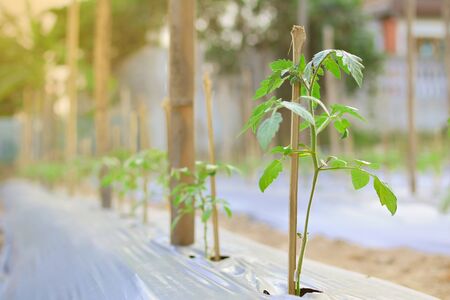 Green plant tomatoの写真素材
