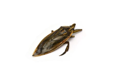 fresh water pimp isolate on white background