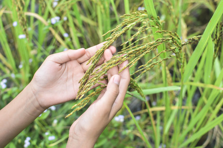 Close up of green paddy rice in field. soft focus and hipster tone