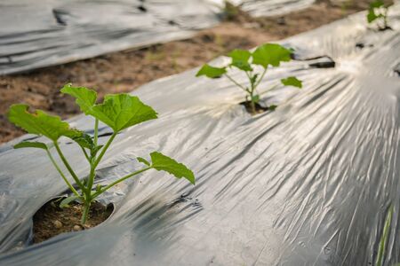 Young melon plants with wood stakes in the garden.vintage toneの写真素材