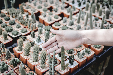 Little beautiful cactus on pot ,hipster tone , selective and soft focusの写真素材